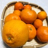 たくさんの柑橘類