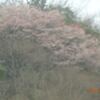 山桜は満開。