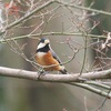 公園の野鳥達（2月11日）