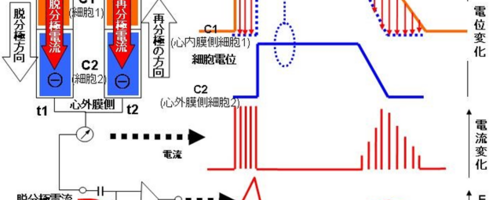 Ｔ波の成り立ち～何とも分かり難いが・・・