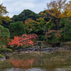 紅葉と薔薇