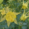 薔薇の庭・・・65sgg。