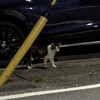 【日記】ねこがいた
