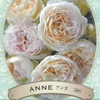 バラ アンヌ（ローズドゥメルスリー）を購入