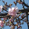 桜餅と河津桜