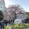 アジアな空間　その２０８２　上野公園の桜パトロール第２弾　の巻