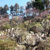 池上梅園で梅花見物