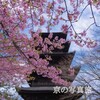 京都東寺の五重塔と風景をカメラで切り取る📷＃河津桜　＃梅