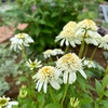 ＊エキナセアの花壇