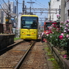 まんぼぅくん、都電とバラ🌹　三ノ輪橋駅　その11