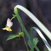 二つ折りの恋文が、花の番地を探しています