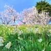 館山城　梅の季節　梅園行った。