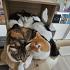 ぎっちり