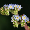 散歩道の花　キュウリグサほか・・・