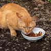 野良猫の訪問