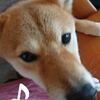 薬を美味しく飲ませるのは大事！犬の介護のお話 今日の柴ちゃん142