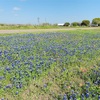 テキサスの花ブルーボネットの季節がやってきました