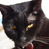 今日の黒猫モモ＆白黒猫ナナの動画ー５７６