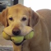 テニスボールを3つ咥えてスマイルになる犬動画