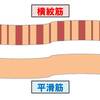   【基礎から学ぶ】筋肉の種類（骨格筋・心筋・平滑筋）【解剖生理学】