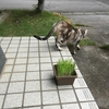 猫草