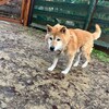 老犬ホームあん｜新人さん ヤマト ^^