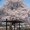 花見に行きました。桜満開でお酒も進みました。