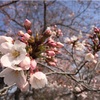 【お花見】4/2 代々木公園 桜の開花状況と混雑状況：場所取りは何時に行けばいい？ (2017/4/2)