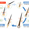 薄毛の原因と対策