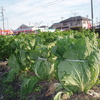 今日の「中溝町コミュニティ農園」