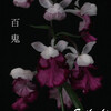 今日の花（2010.12.1）