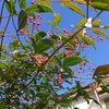 今日は終日雨模様！気温早朝１０℃、日中も１２℃？師走並みの気温？