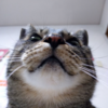 猫の面白写真の撮り方　スマホで撮影