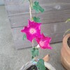 アサガオ２品種、開花