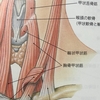 あなたはあ何フェチ？　私は胸鎖乳突筋フェチ！？