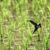 東京港野鳥公園に行ってきた