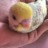 セキセイインコのひな♡