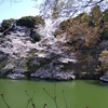 千鳥ヶ淵の桜が満開
