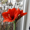 Amaryllis Flowering Status: January 10, 2024