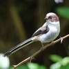 兵庫県）甲山森林公園（広河原）。野生の白い藤。野鳥、エナガ（幼鳥）、ヤマガラ、アカハラ。※