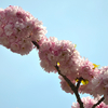 さまざまな桜「八重紅虎の尾（ヤエベニトラノオ）」