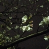 夜桜散歩・・・その他