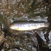 栃木県釣り遠征1日目 湯川