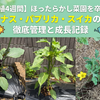 【定植4週間】ほったらかし菜園を卒業！ナス・パプリカ・スイカの徹底管理と成長記録