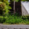 路傍の風景・・＃150