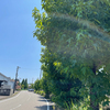 今日の深緑！
