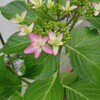 紫陽花、マツバギク、グラジオラス