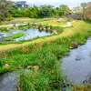 清住緑地と丸池