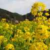 菜の花！
