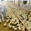大手製薬会社は、鶏に鳥インフルや他、mRNAワクチンを接種することを計画しており、畜産を終わらせようとする。食糧危機を引き起こすのが目的。mRNA肉は食ってはいけない。